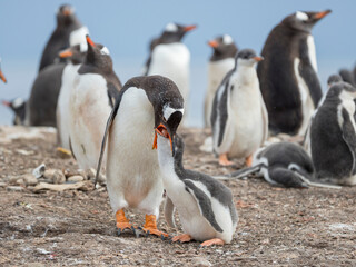 Feeding of chick. Gentoo penguin on the Falkland Islands.