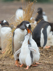 Feeding of chick. Gentoo penguin on the Falkland Islands.
