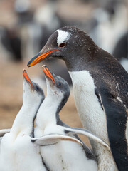 Feeding of chick. Gentoo penguin on the Falkland Islands.