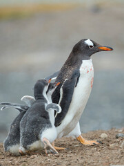 Fototapeta premium Chick chasing parent, parent running away to increase the endurance of the chicks. Gentoo penguin on the Falkland Islands.