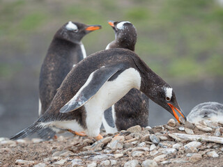 Gentoo penguin collecting nesting material on the Falkland Islands.