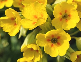 Fototapeta na wymiar Cowslip, Closeup of bright yellow flowers in the summer sunshine.
