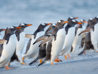 Gentoo penguin close to the sea on a beach in the Falkland Islands in January.