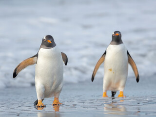 Gentoo penguin close to the sea on a beach in the Falkland Islands in January.