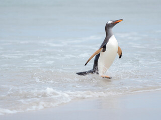 Gentoo penguin coming ashore on a sandy beach in the Falkland Islands in January.