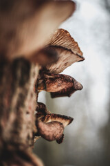 Mushrooms on tree