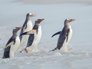 Fototapeta premium Gentoo penguin coming ashore on a sandy beach in the Falkland Islands in January.