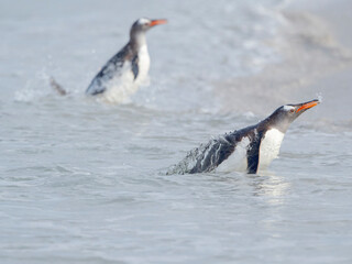 Gentoo penguin coming ashore on a sandy beach in the Falkland Islands in January.