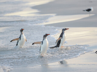 Gentoo penguin coming ashore on a sandy beach in the Falkland Islands in January.