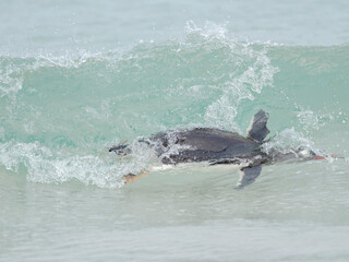 Naklejka premium Gentoo penguin diving through a wave to come ashore in the Falkland Islands in January.