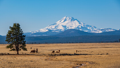 Mt. Jefferson in Oregon © Joe