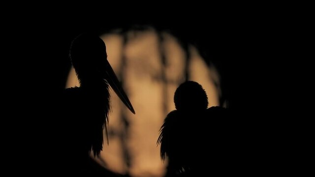 A stork bird in nest in the full reserve moon light at night background. bird animal wild wildlife birding ornithology telezoom majestic beauty perfection awe cinematic Ciconiidae Ciconiiformes heron 