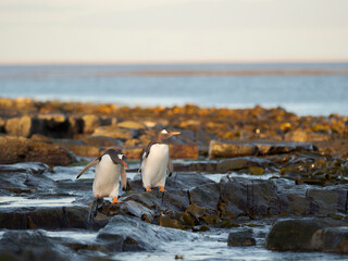 Gentoo penguin walking through kelp to enter the sea in the Falkland Islands in January.