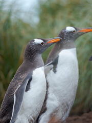 Gentoo penguin walking through dense Tussock to the colony in the Falkland Islands in January.