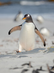 Fototapeta premium Gentoo penguin walking to the colony over a sandy beach in the Falkland Islands in January.