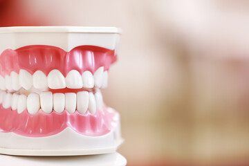 Closeup model of a human jaw with white teeth. jaw in dentistry. copy space. Clean denture, model...