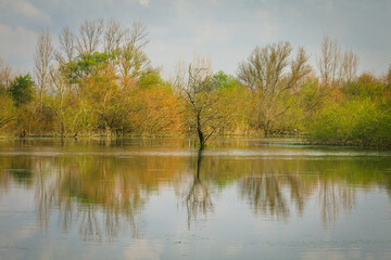 Riverside view with beautiful trees in the flooded plains of the natural park of Boquilobo. Natural wildlife reserve of Boquilobo, Portugal.