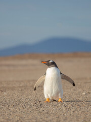 Walking to the colony. Gentoo penguin in the Falkland Islands in January.