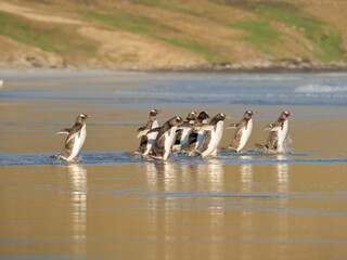 Walking to enter the sea during early morning. Gentoo penguin in the Falkland Islands in January.