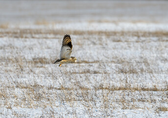 Short-eared Owl Flying Over Snow Field in Winter