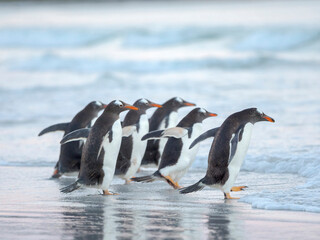 Walking to enter the sea during early morning. Gentoo penguin in the Falkland Islands in January. © Danita Delimont