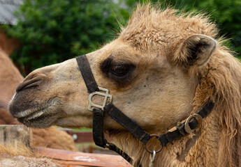 Close up of a dromedary with a halter