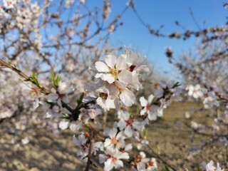 almond blossom - spring - almedros en flor - primavera