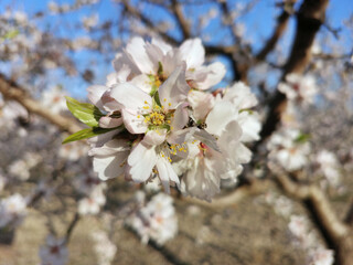 almond blossom - spring - almedros en flor - primavera