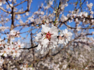 almond blossom - spring - almedros en flor - primavera