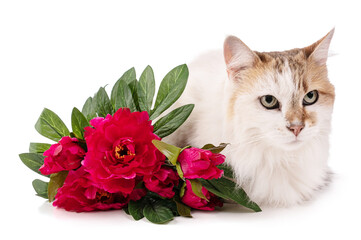 Portrait of a pretty cat with red flowers