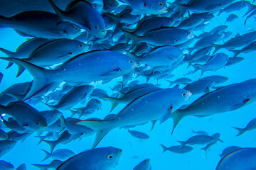 Fototapeta na wymiar Mexico, Baja California Sur, Isla San Jose. School of fish.