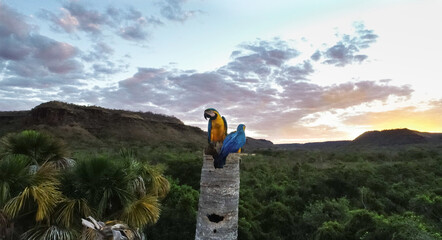 CASAL DE ARARA CANINDÉ Azul e peito Amarelo. Protegendo ninho no tronco do buritizeiro