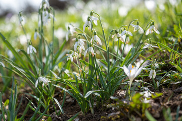 snowdrops in spring