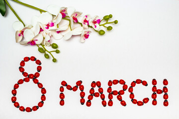 Ladybugs on a white background that move to make the a word March 8 with a flower on top of the background. International Women's Day concept