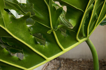 Ornamental leaves texture. Closeup view of a Philodendron bipinnatifidum, also known as Lacy Tree...