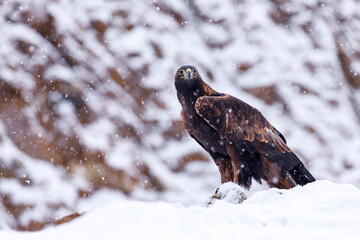 Eagle in snowfall. Golden eagle, Aquila chrysaetos, perched on snowy rock. Majestic bird with sharp hooked beak in beautiful winter nature. Hunting eagle in mountains. Habitat Europe, Asia, America