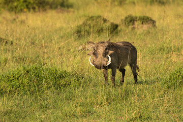 A warthog.  It is a wild member of the pig family found in grassland, savanna, and woodland in sub-Saharan Africa