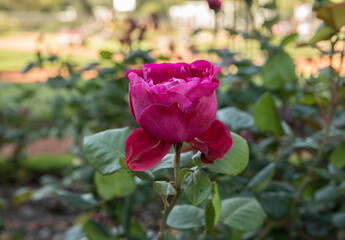 Floral. Roses. Closeup view of beautiful Rosa Valentina Casucci buds and flower of fuchsia and pink petals, spring blooming in the garden.