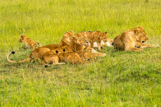 A pride of lions  (female and cubs) in the tall green grass on the savannah of the masai mara, Kenya.