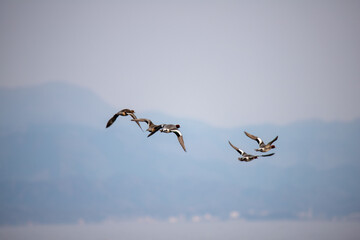 風景素材　琵琶湖で優雅に飛ぶ鴨