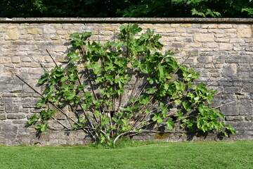 tree against a stone wall