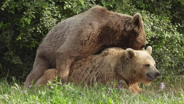 Wild bears mating in natural habitat among the trees in the forest. Real bear in wooded environment.mating copulation coitus sex make love have sex wild wildlife kodiak grizzly paw claw fur giant 4K