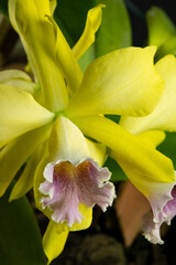Cattleya orchids (Cattleya). Flowers yellow, pink and white in a dark background