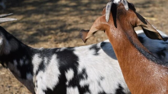 close-up of anglo nubian goat in cordoba argentina farm 2021