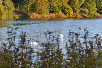 swans on the lake