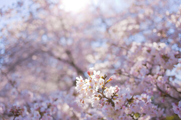 桜　太陽光