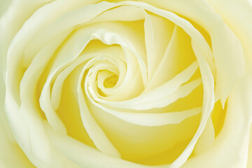 Creamy yellow rose with clockwise petal rotation, a lovely picture ideal for weddings or a home or office picture.