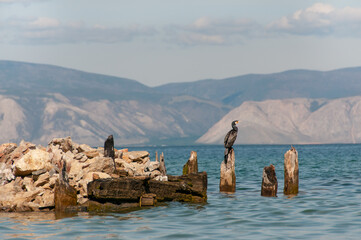 Naklejka premium Lake Baikal with a view of the water stones and birds Cormorant