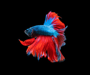 Obraz premium Movement power of betta fighting fish over isolated black background. The moving moment beautiful of red and blue Siamese betta fish with copy space.