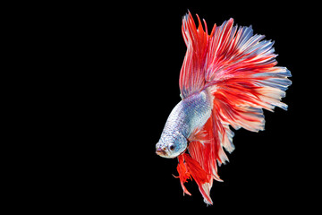 Obraz premium Movement power of betta fighting fish over isolated black background. The moving moment beautiful of white, grey and red siamese betta fish with copy space.